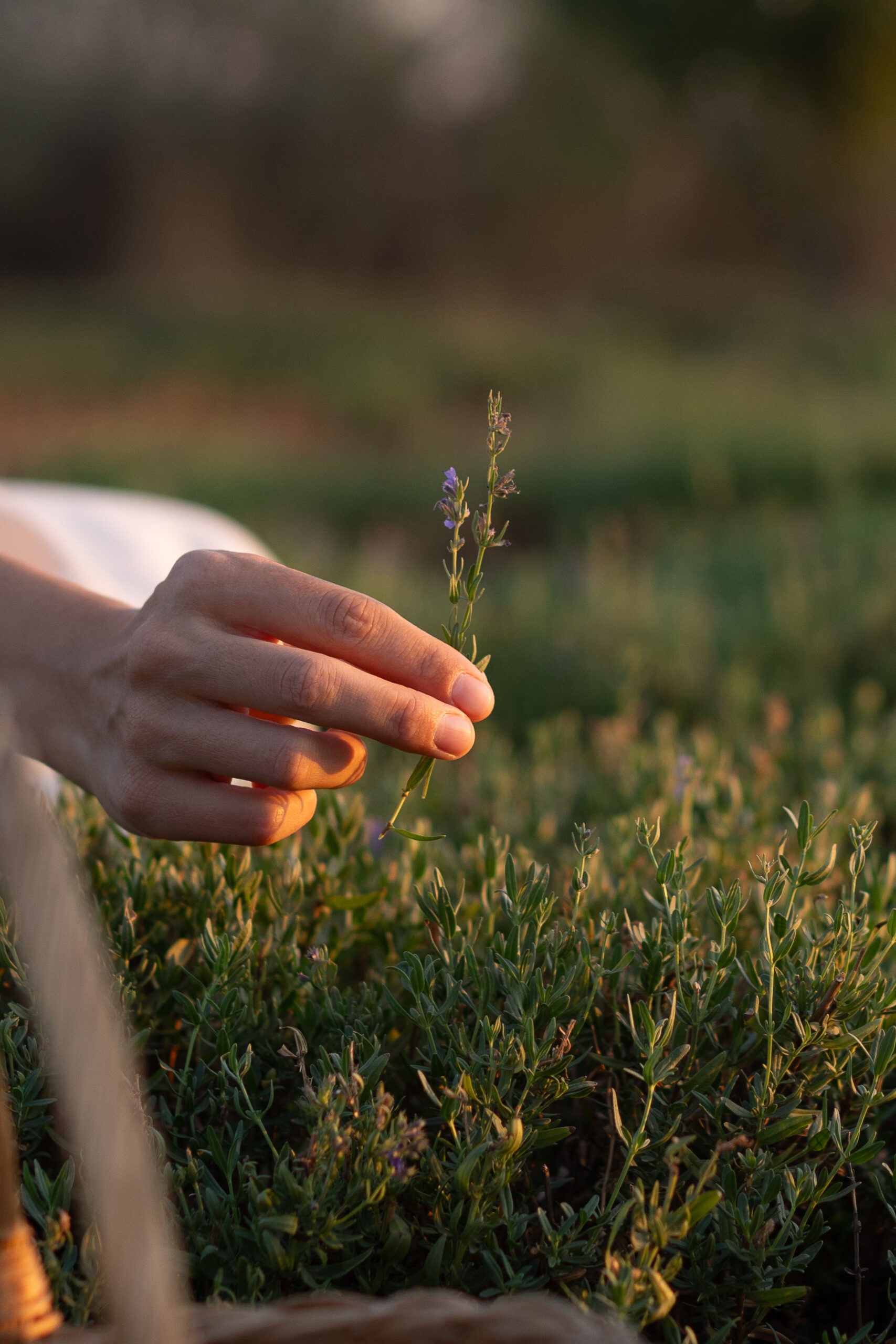 krinellia (141 of 227)